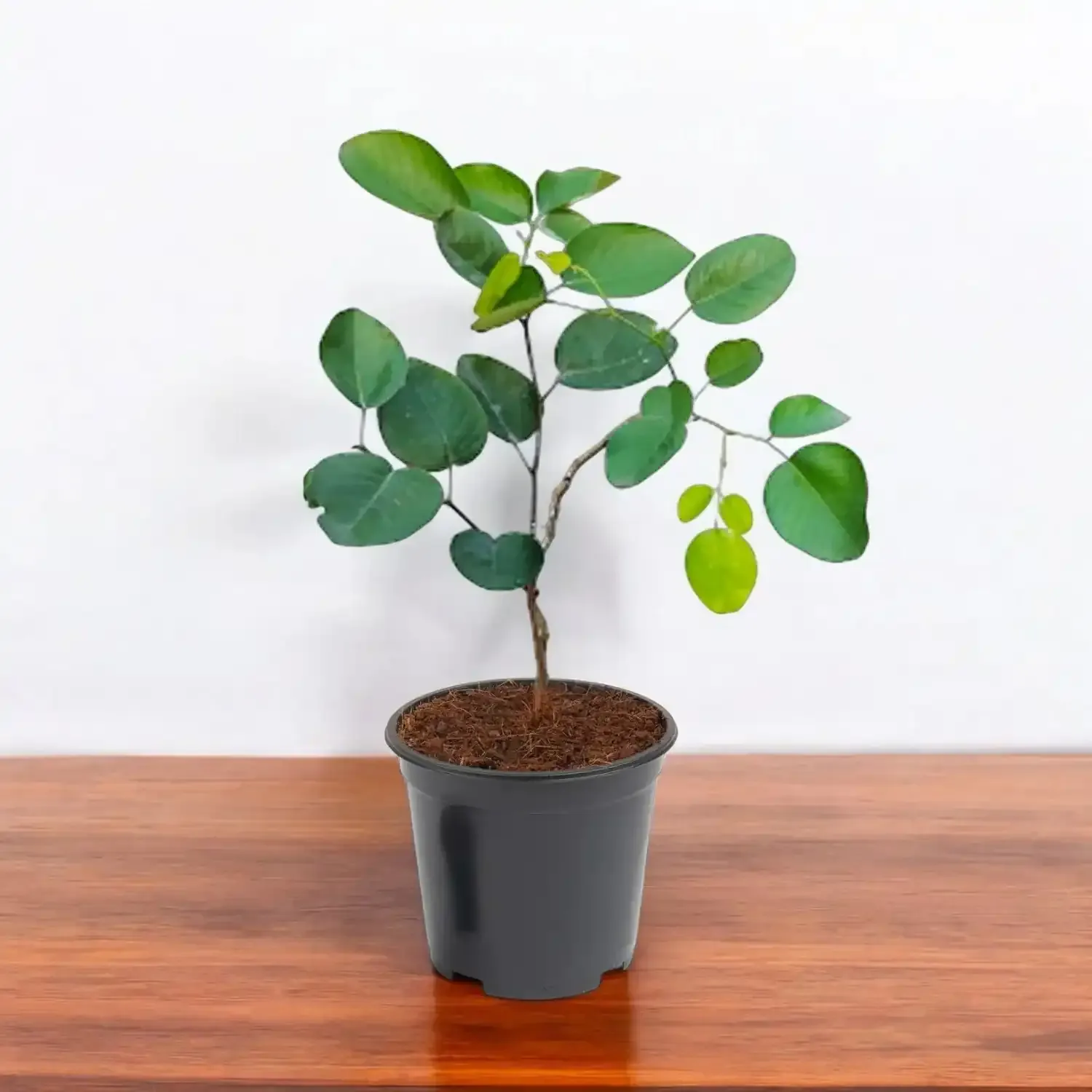 Red Chandan Plant
